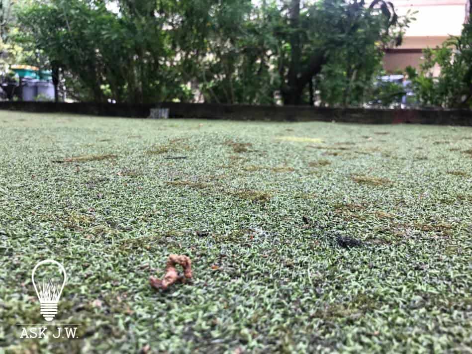 moss-putting-greens-01