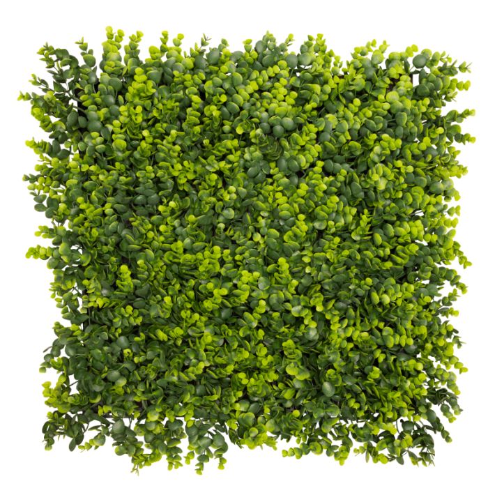 Long Boxwood