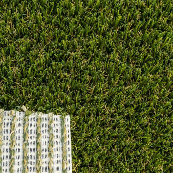 Pet Turf Fescue - Image 4